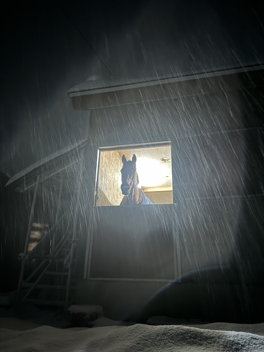 エイカイロイヤルが、午後11時くらいをお知らせします。