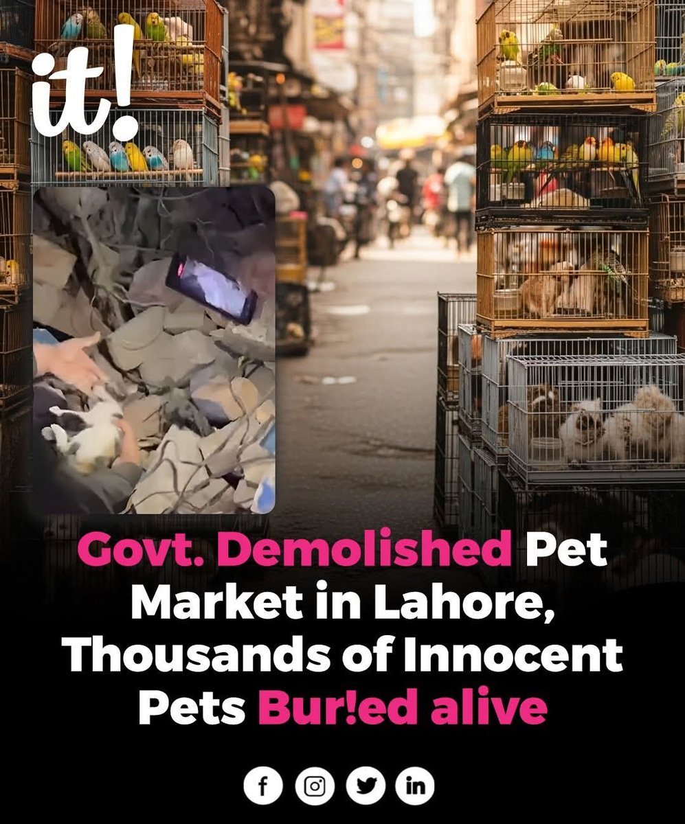 DanishPascal's tweet image. Who&apos;s the worst animal in existence here?