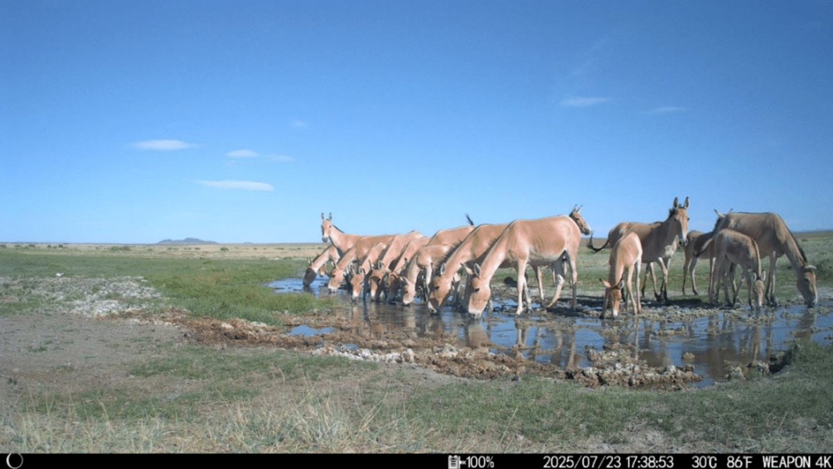 Dr. Petra Kaczensky’s team is using our trail cams in Mongolia’s Great Gobi B to monitor the Khulan (Asiatic wild ass), an endangered species on the IUCN Red List. Their research offers vital insights to help conserve Khulans and other desert mammals of southwestern Mongolia.