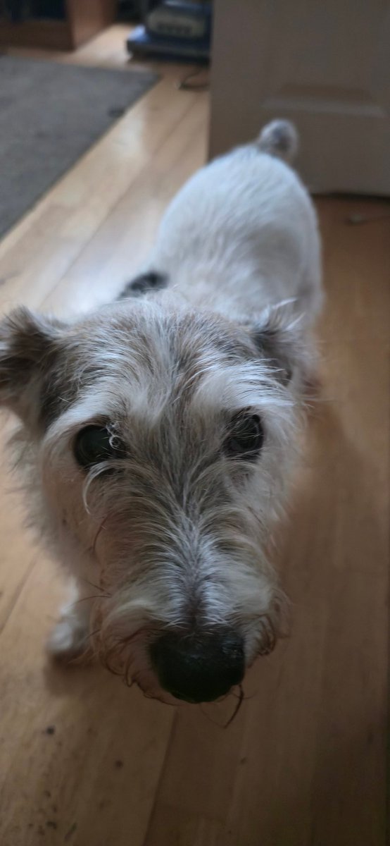 r3trogam3boy's tweet image. #Zorro says happy Friday crew