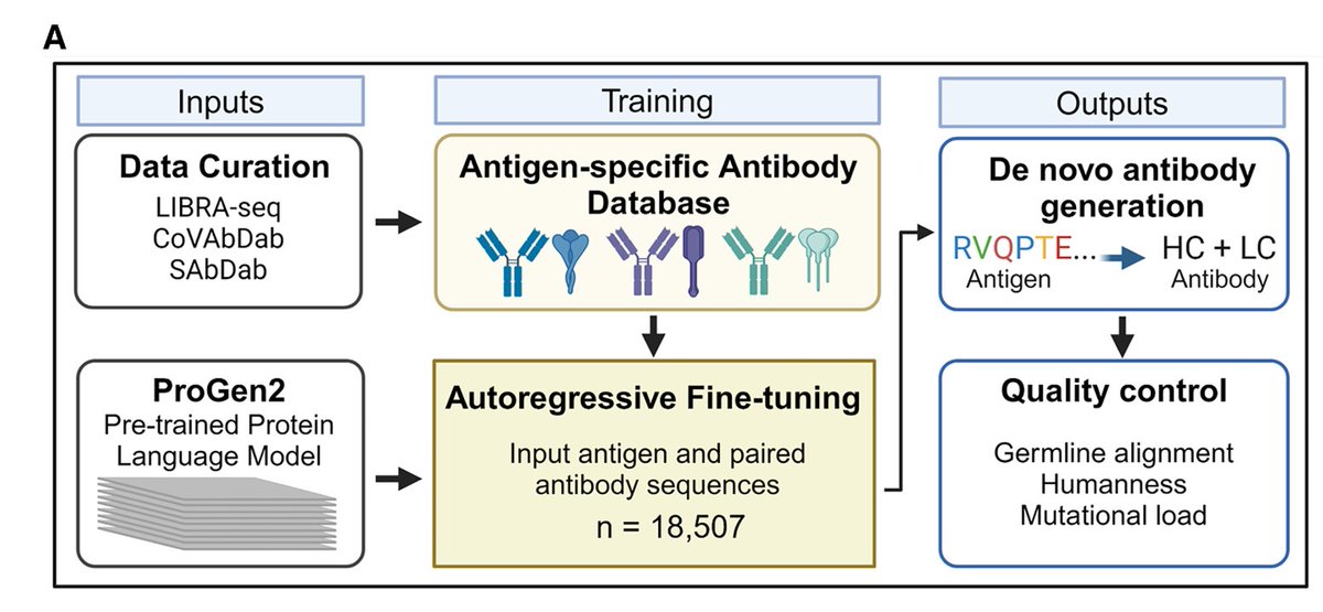 ykfrs1217's tweet image. 抗体はゼロショットで作る時代…！
①抗原のアミノ酸配列を入力すると、くっつく抗体のアミノ酸配列を返すタンパク言語モデル
②エピトープの立体構造を入力すると、くっつくVHH構造（とそれを実現するアミノ酸配列）を返す拡散モデル
この２論文が１日違いでCellとNatureに出る世の中、すごい＆こわい