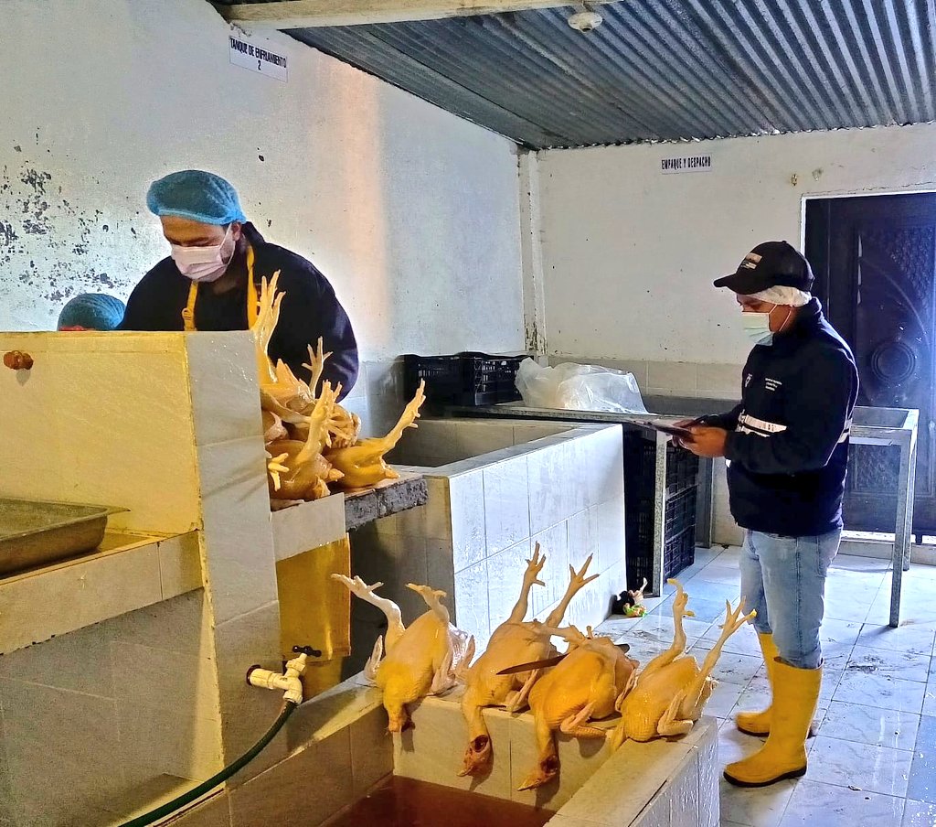 #Bolívar | 🔍 Realizamos inspección oficial a una faenadora artesanal de aves en el cantón Guaranda, verificando el cumplimiento de la normativa vigente para proteger la salud de los consumidores 🛡️🍽️. #ProtegemosLoQueConsumes 🇪🇨