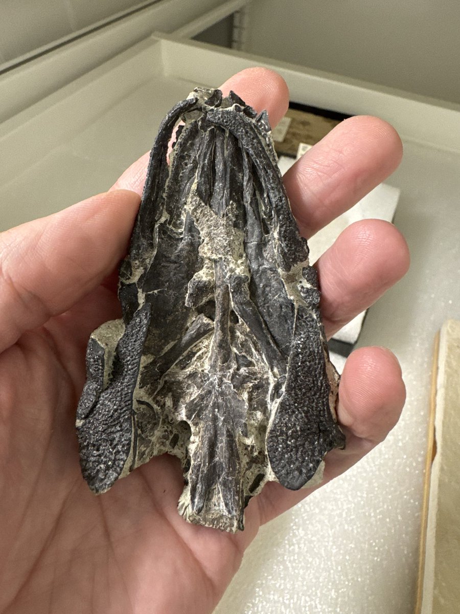 Happy #FossilFriday! It’s #GarWeek so check out these 50 million year old #gar fish from #Utah at <a href="/sciencemuseummn/">Science Museum of Minnesota</a>! This genus, Lepisosteus, goes back to the Cretaceous and is still swimming today! Thanks to <a href="/BellMuseum/">Bell Museum</a> &amp; <a href="/TheGarLab/">GarLab</a> for hyping these cool #fish!