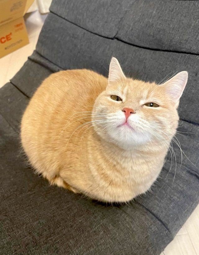 nocontextscats's tweet image. The ultimate loaf