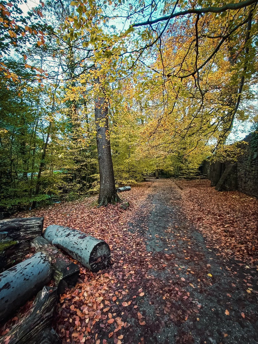 Autumn colours at Endcliffe Park.
From last week walk to Endcliffe Park.

#PhotoFriday #TheOutdoorCity #Sheffieldissuper #ParksSheffield
