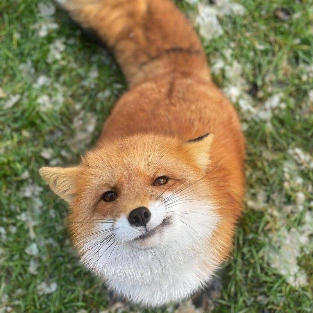 foxdesumi's tweet image. welcome to seumi as foxes! I will be posting every seumi update as a random fox, enjoy :) &amp;lt;3

#ode #xdinaryheroes #foxde #xstate