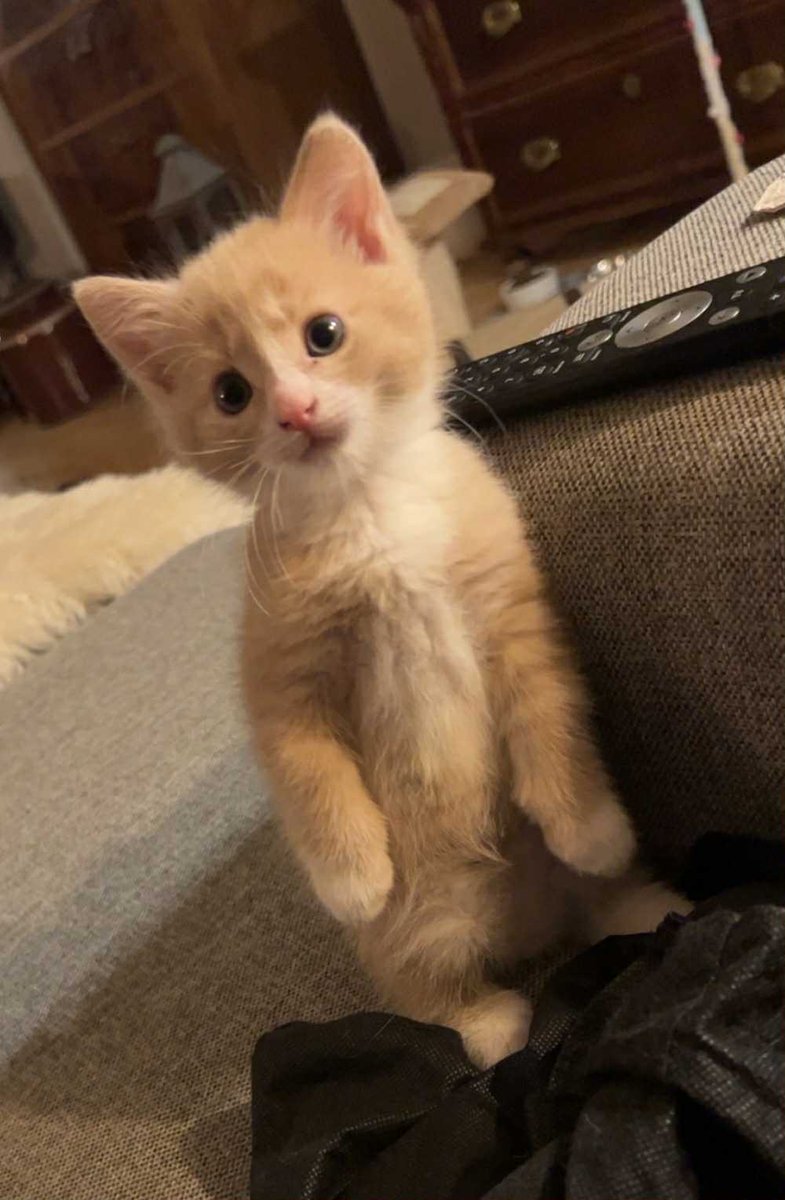 I dag leveres siste kattepusen til sin nye eier Hanne . Han heter Toffee og er så søt og fin 😍