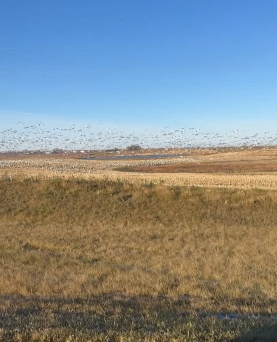 rice_chase_ACM's tweet image. Had an absolute time in North Dakota with the boys. Jacks absolutely CRUSHING this year.