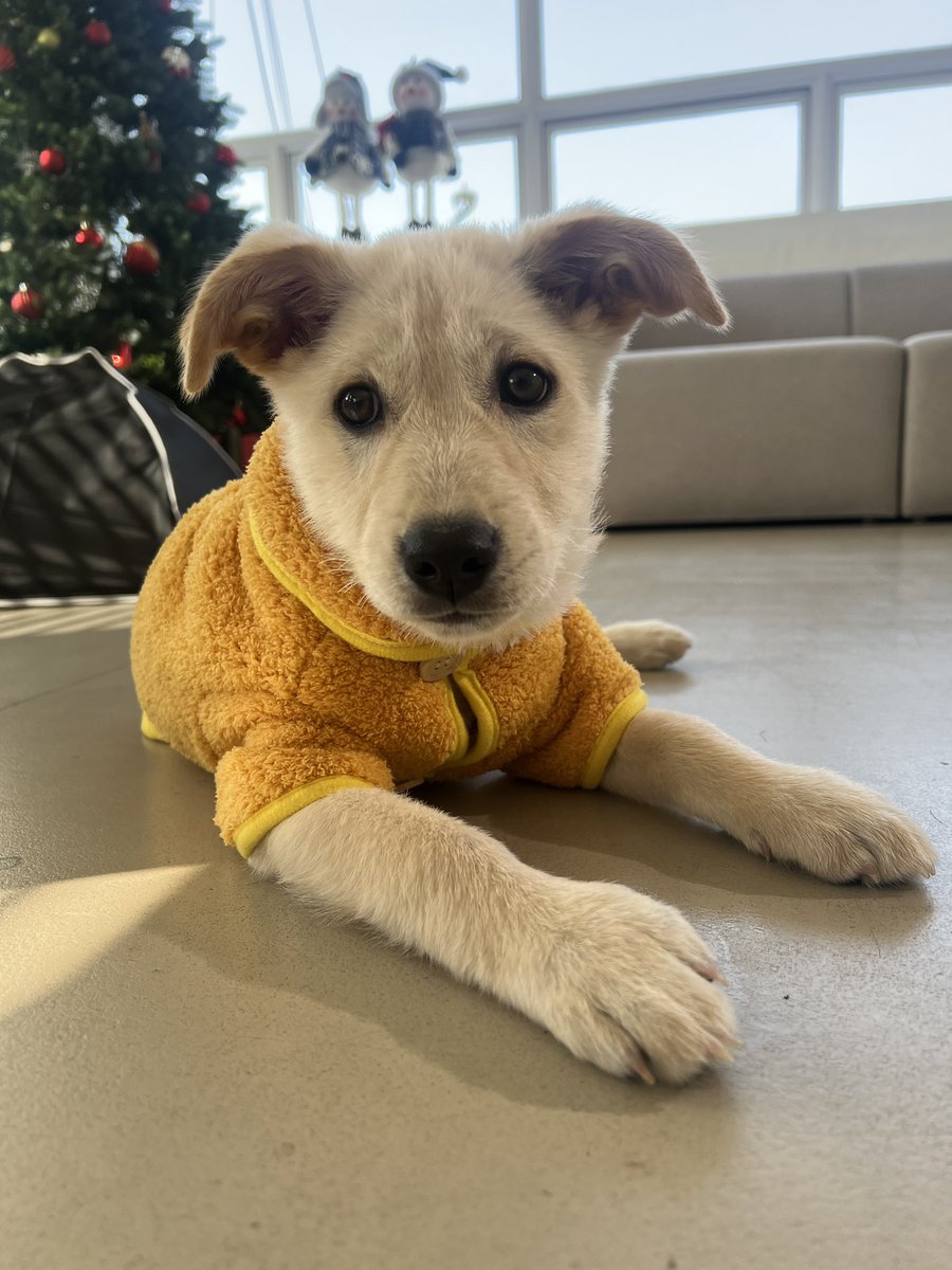 pine___fine's tweet image. 🐾
적어도 크리스마스 전까지는 계정이 천천히 굴러갈 것 같습니다! 관극 횟수도 조금 줄이고 스스로 정비하는 시간을 가져보려고요!!

트칭구들도 언제나 행복한 일 가득하고 건강하시길 바래요 ♡