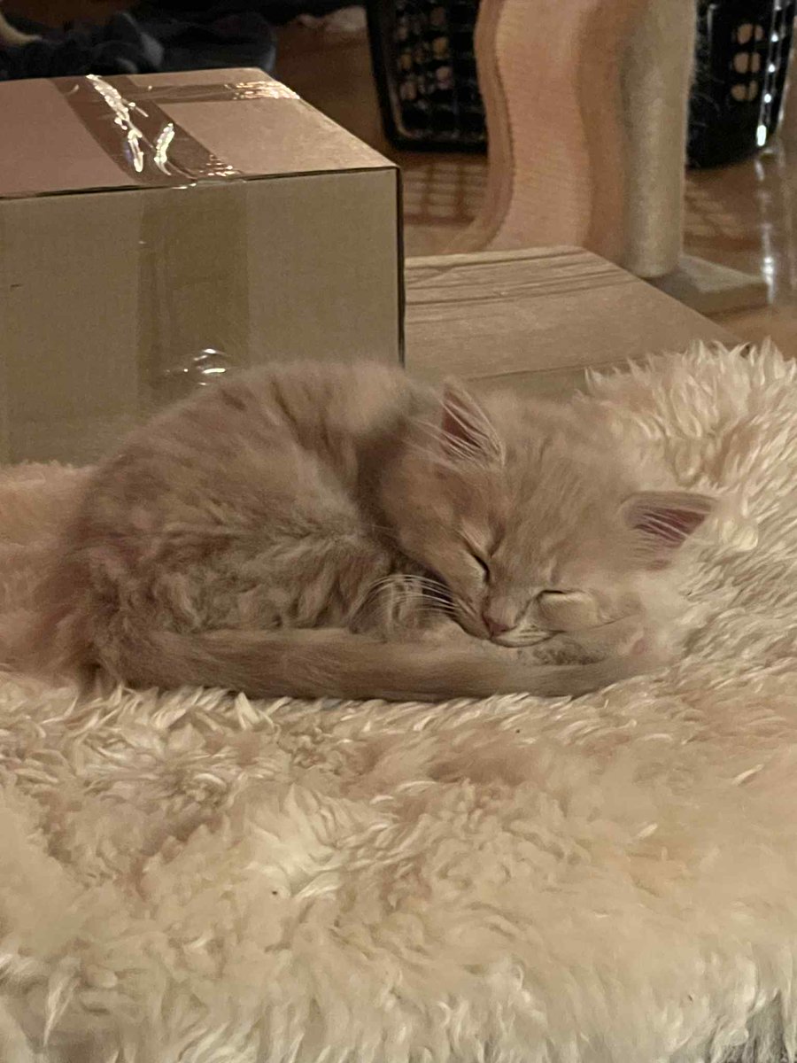 Milo skal bli hos kattemora Molly som nå er sterilisert.😍