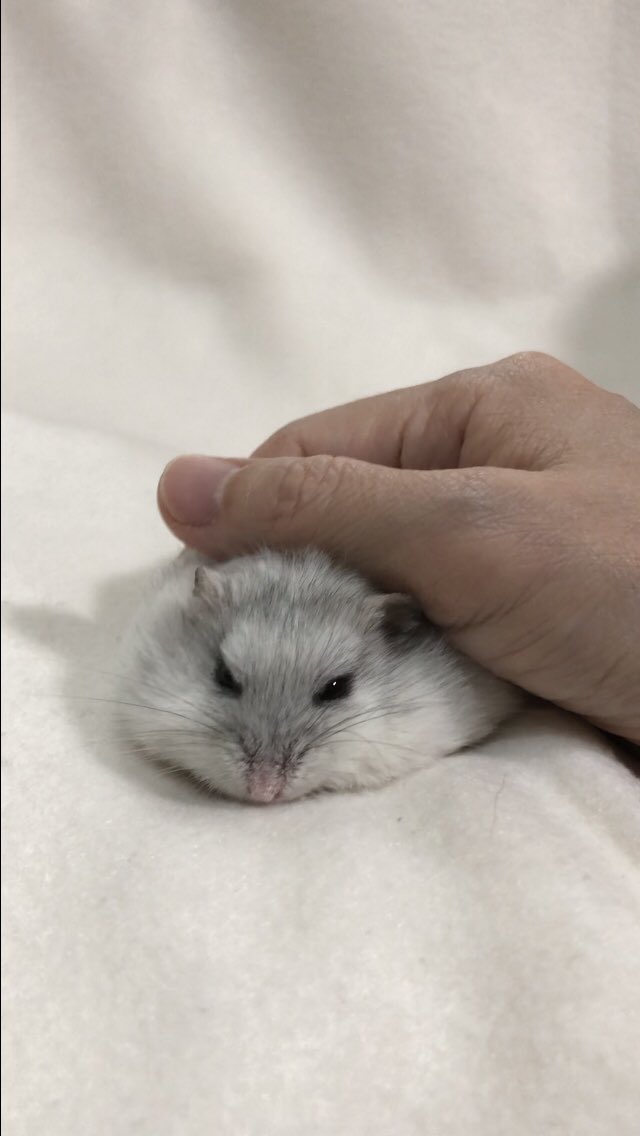 確認▶◀*.゜♡ ZEXUS専用充電池 ZR-02 公式限定ステッカー（小サイズ）付 | ZEXUS公式