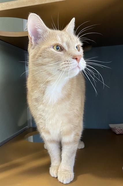 HSCCMaryland's tweet image. 🐱 Adopt a Foster Cat!
Now through Nov 15, all cat &amp;amp; kitten adoption fees are waived — both shelter &amp;amp; foster cats included! 💛

To meet a foster cat: hsccfosterteam@gmail.com

🌐 hscarroll.org/adoption

#HSCC #AdoptLocal #FosterCats #RescueCats