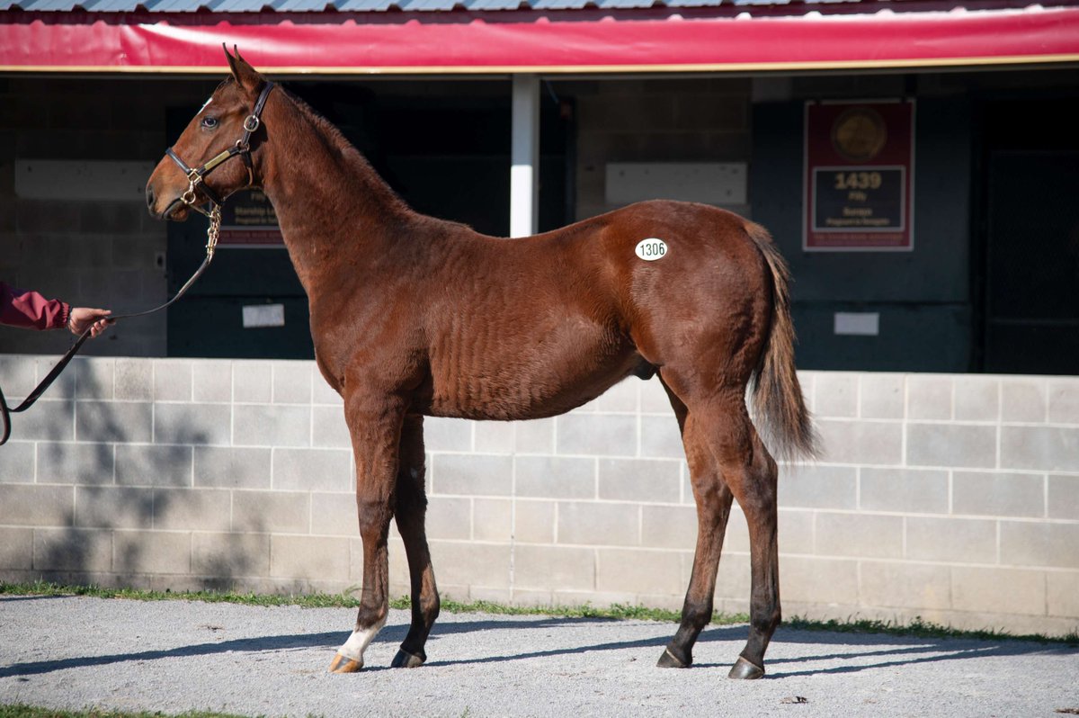 TaylorMadeSales's tweet image. ✨ Selling TODAY ✨ 

Hip 1306 — Mamma Kimbo 25 by Arabian Lion 🦁

🌟 Both Dam &amp;amp; Sire were TDN Rising Stars
🌟 ½ to G3SW &amp;amp; G1-Placed Dream On, who runs in the Dwyer Stakes tomorrow!

A pedigree packed with talent 🏇 — come see him in Barns 48 &amp;amp; 49 

#KeeNov 🍁 @CapstoneTB