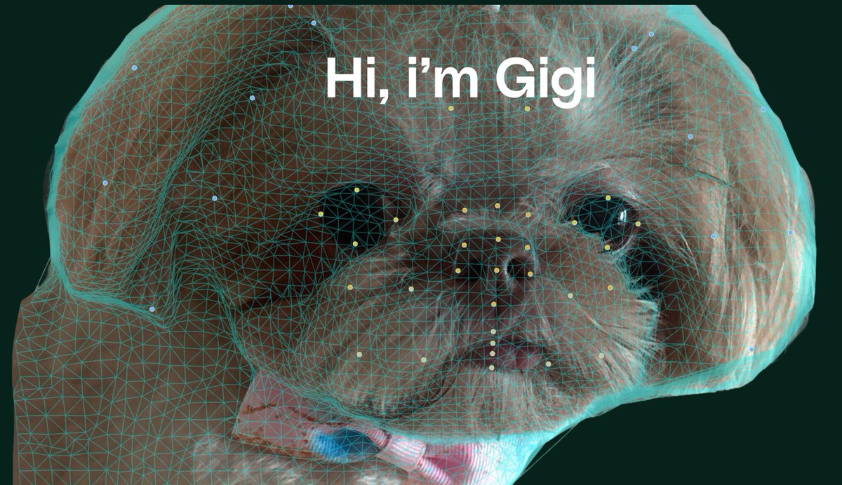 Petastic tweet media