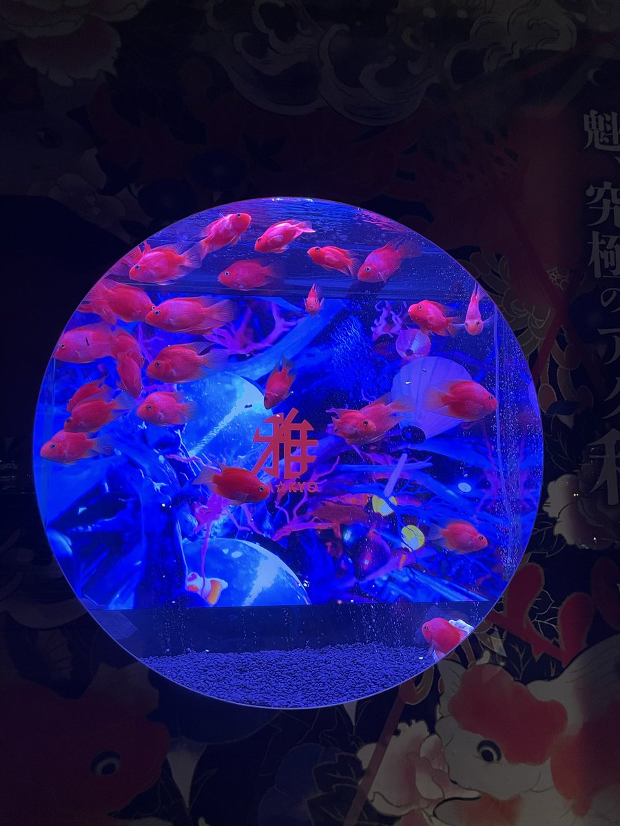 腹ごしらえ🍚の後はお台場に行って散策
今日は歩きすぎて足にマメできるし股擦れして痛いし充実の1日は代償はデカいな😢