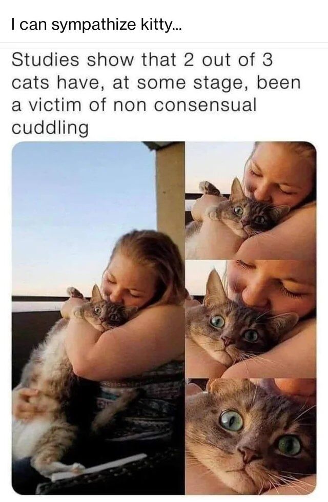 WholesomeMeme's tweet image. 