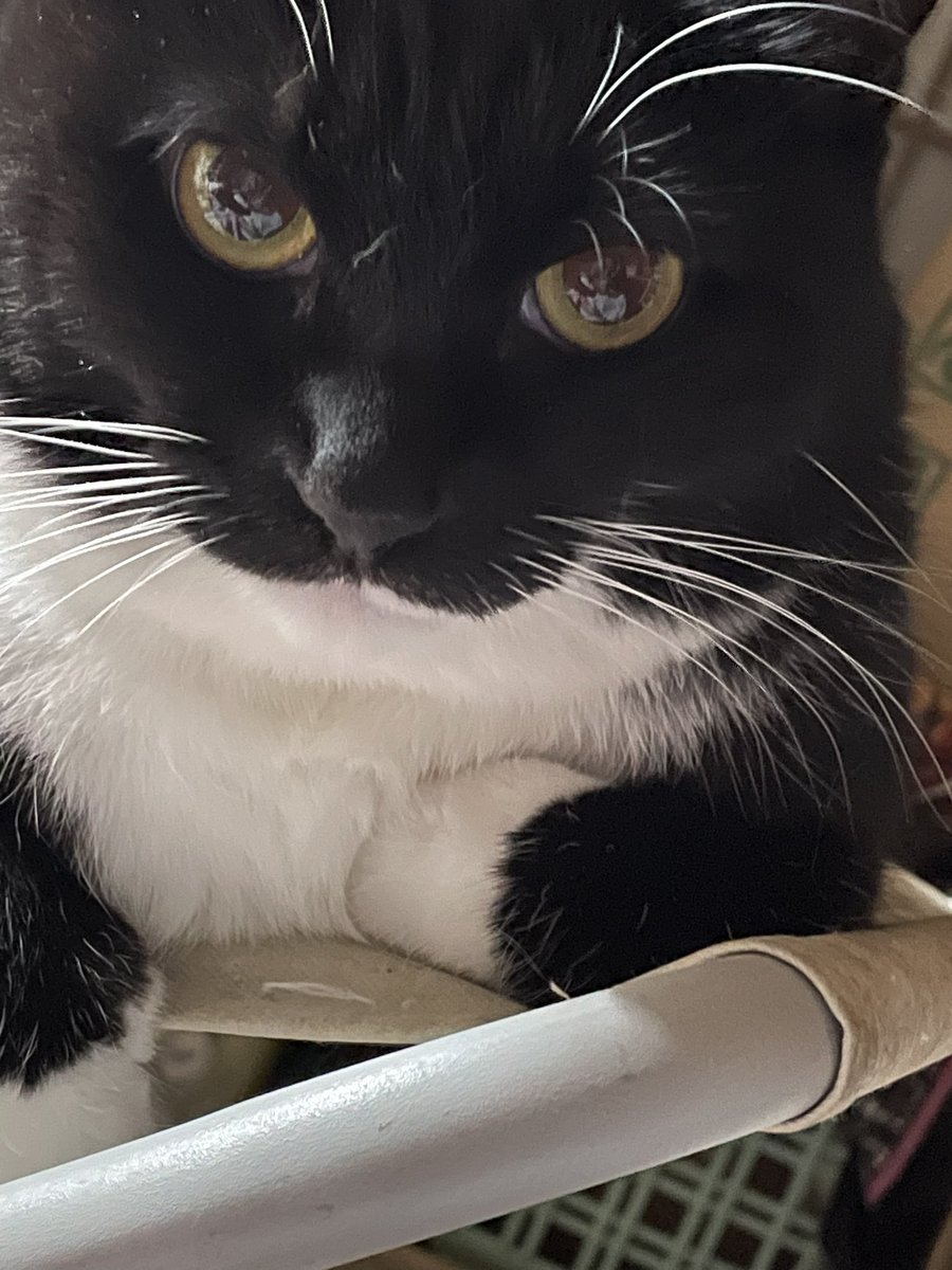 恵喜どうこ@幻想と文学 on X