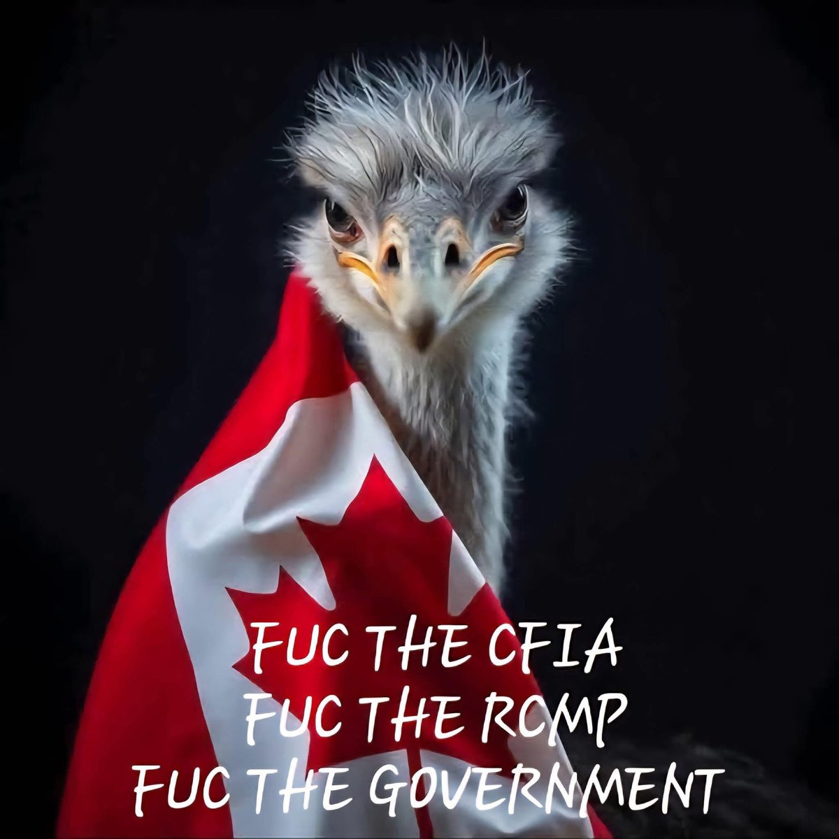 That’s my post. 🖕🇨🇦