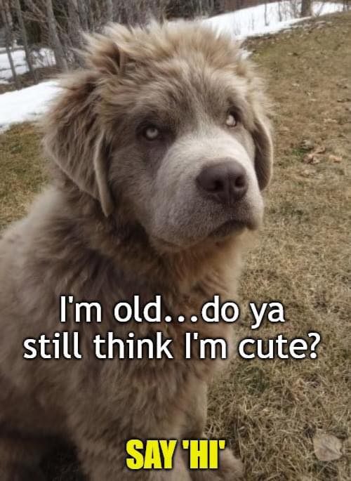 Best in Dogs tweet media