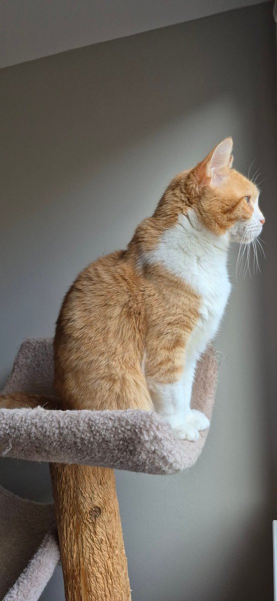 What am I watching today? I like it up here. I'm up high. I can see everything!