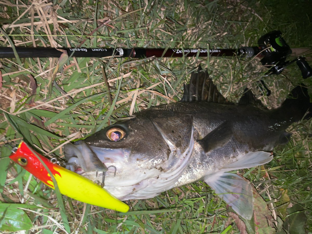 沢田賢一郎 CAPRUS ACX Chalkstream 9ft10 #4 沢田賢一郎 CAPRUS ACX