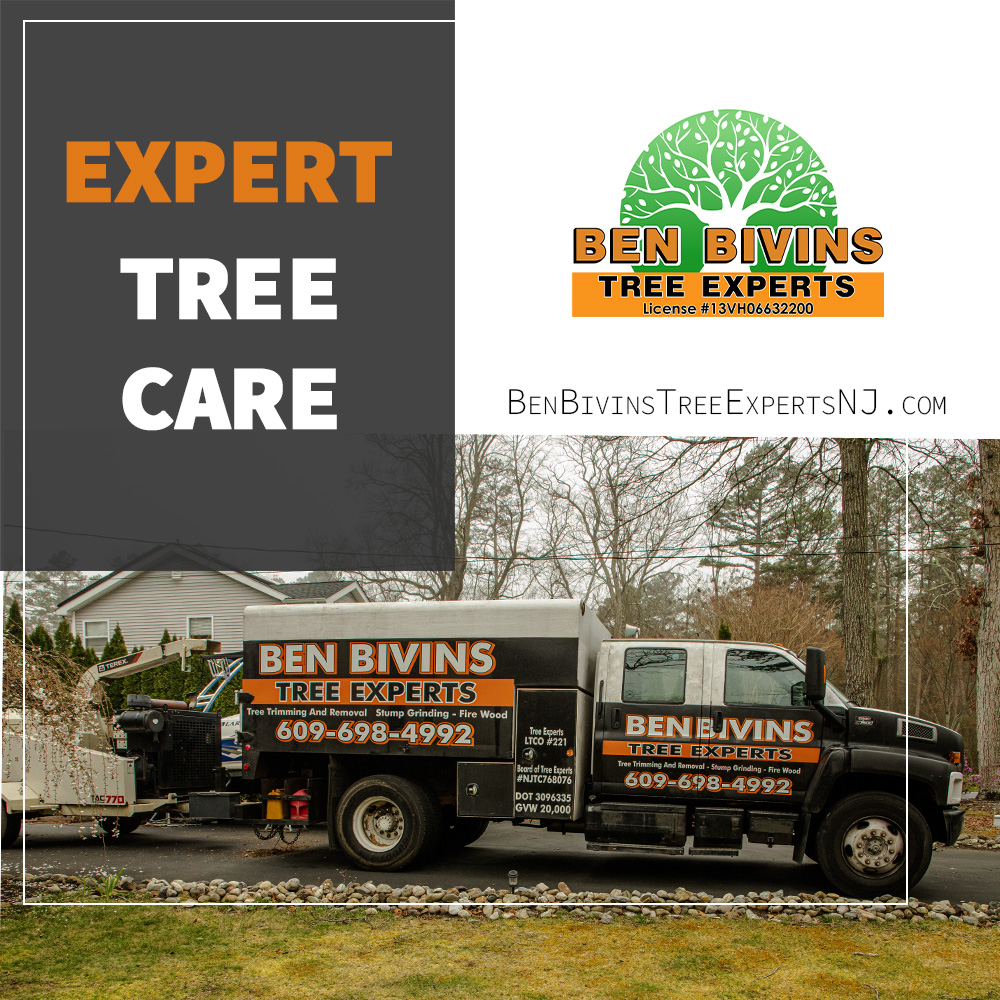 BivinsTree's tweet image. Our team provides expert tree trimming, pruning, &amp;amp; removal throughout NJ. We treat every property like it’s our own because quality tree care protects more than just your landscape.
BenBivinsTreeExpertsNJ.com
#TreeCareNJ #TreeTrimming #TreeRemoval #PropertyMaintenance #ArboristNJ