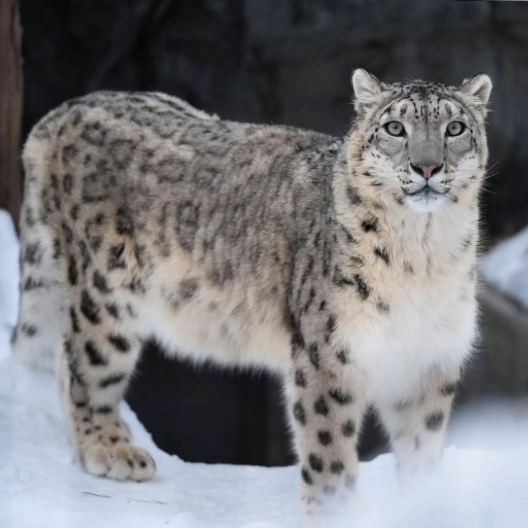 もうすぐ雪とユキヒョウの季節がやって来る
#ユキヒョウ #snowleopard
#ユーリ #旭山動物園