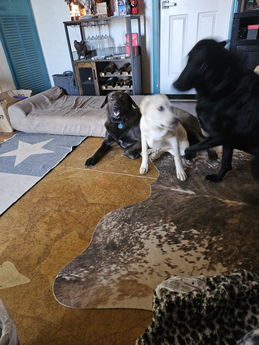 PawRanch's tweet image. #rescuedontbuy #lablove Me trying to take a picture of all 3 of my rescue labs at once...lol