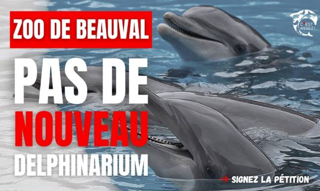 CagesFree's tweet image. #NO to a dolphinarium in Beauval: the #exploitation of cetaceans is over! 📝
mesopinions.com/petition/anima…