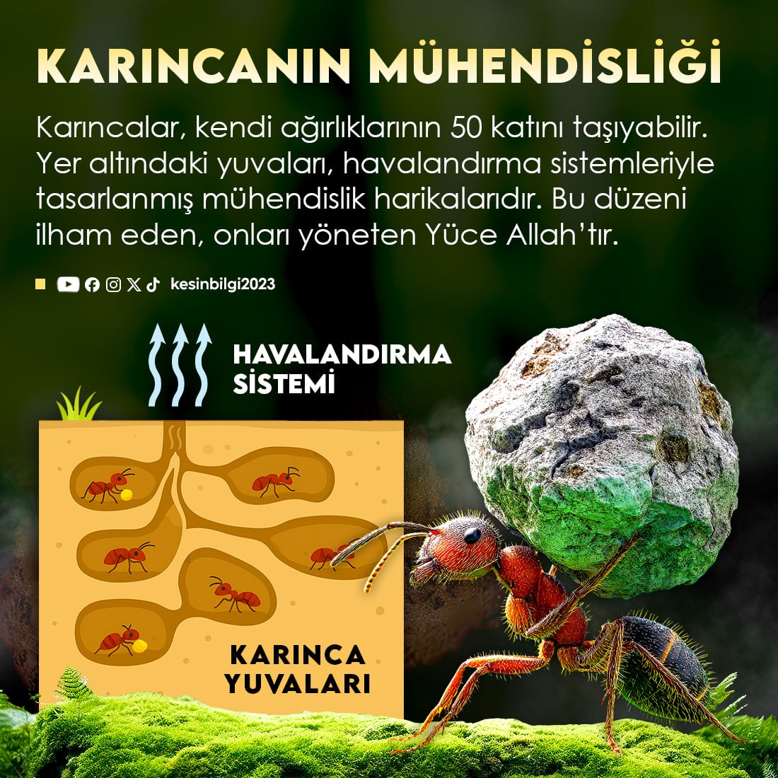 Karıncalar, kendi ağırlıklarının 50 katını taşıyabilir. Yer altındaki yuvaları, havalandırma sistemleriyle tasarlanmış mühendislik harikalarıdır. Bu düzeni ilham eden, onları yöneten Yüce Allah’tır.
