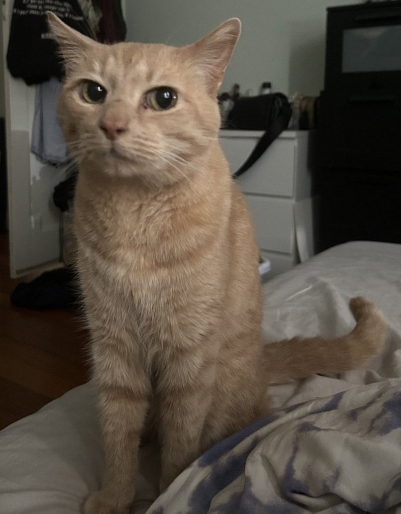 gratis_fuchs's tweet image. Niedliche Orangefarbene Katze. Danke @JcS69274362