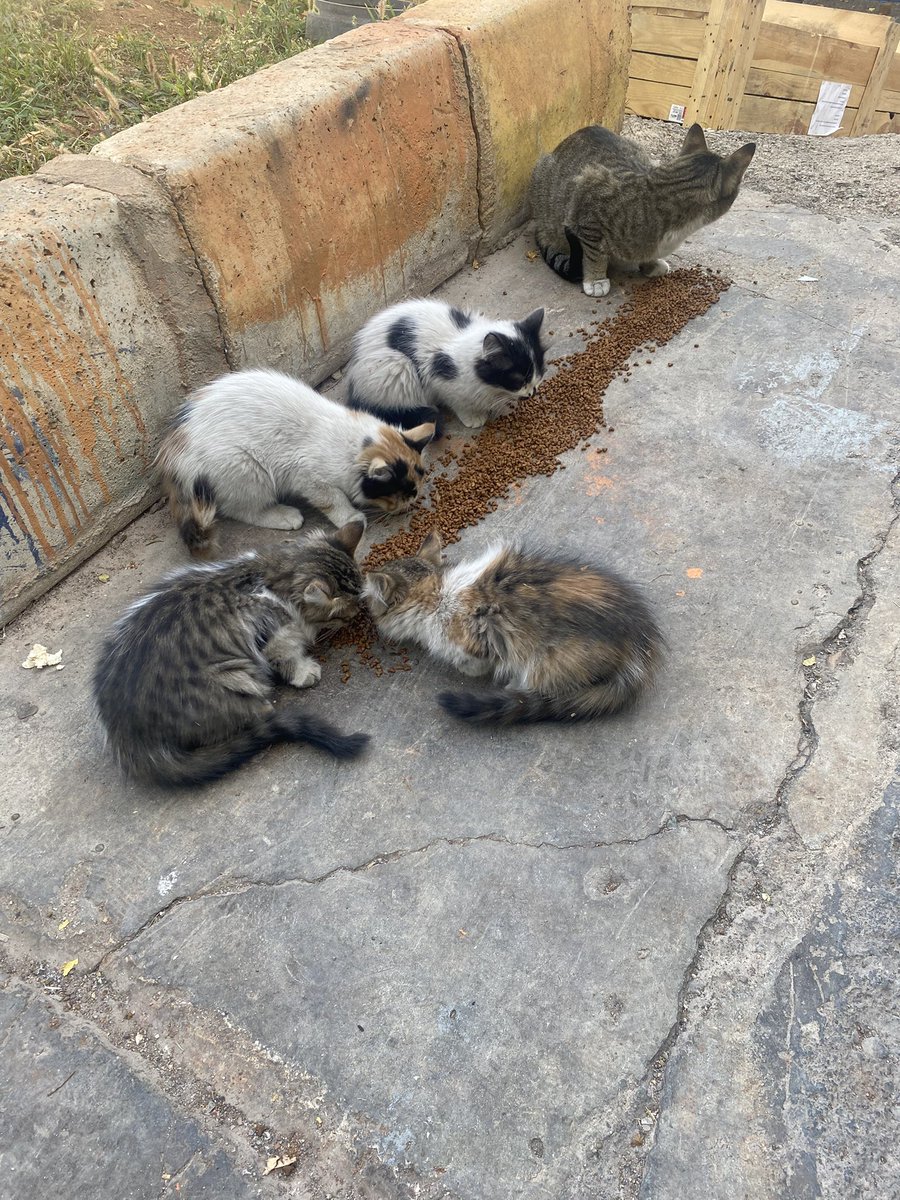 Yasağınızı skerim.