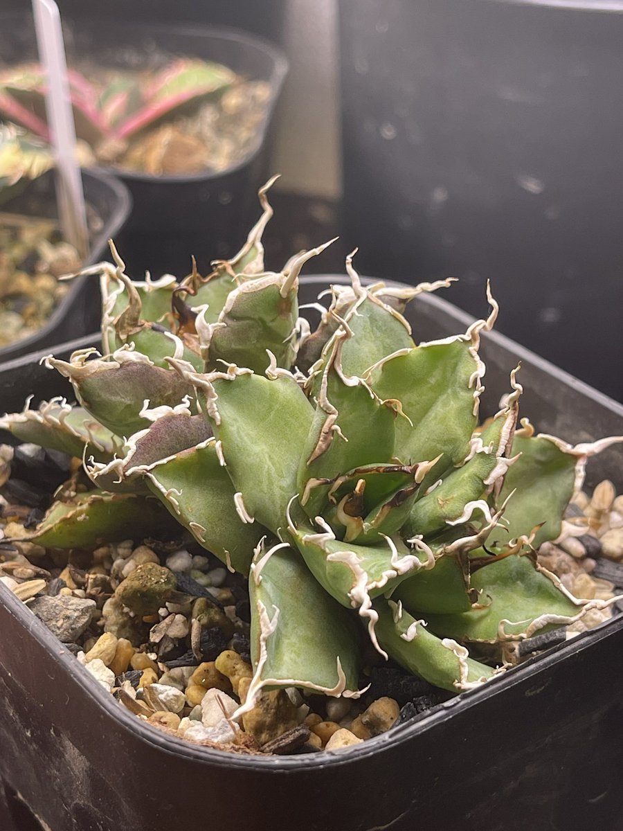 札付き♥️ラコロ✕ノバヒネリアナ✨ 植物男爵 (@syokudAn) / Posts / X