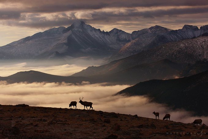AmericanIndian8's tweet image. Morning  
Elk  
Rocky Mountain National Park,Colorado  
#INDIGENOUS #TAIRP