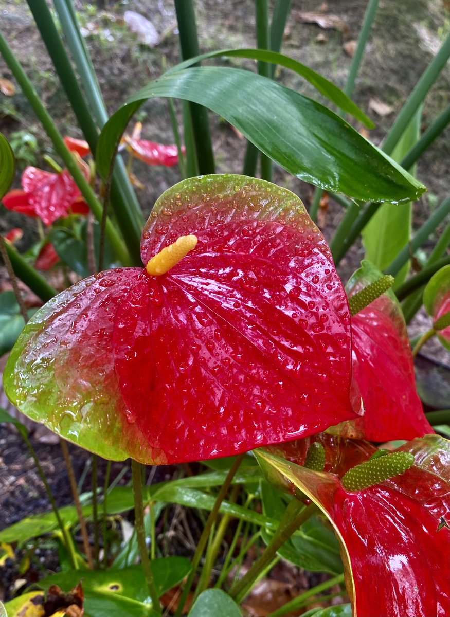 Good morning…🎋
Happy Friday! ♥️