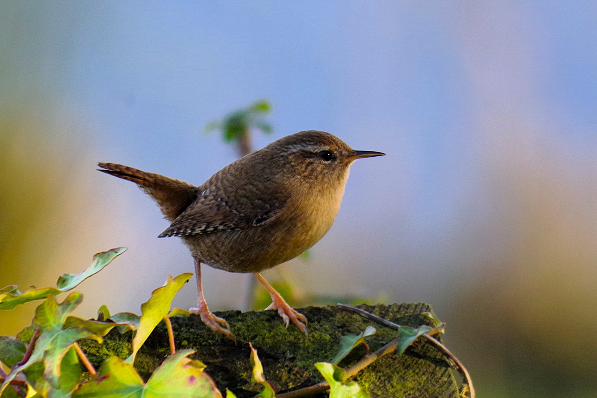 On a grey dull day, I enjoyed looking again at this perky Wren which posed for the camera on our neighbour's patch (#BGM, <a href="/RSPBExeEstuary/">RSPB Exe Estuary & Darts Farm</a>) in November last year.