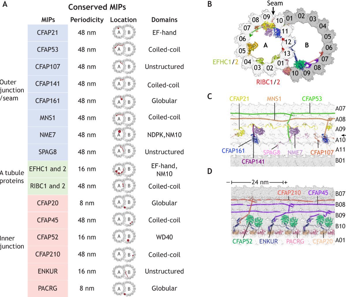 J Cell Science tweet media