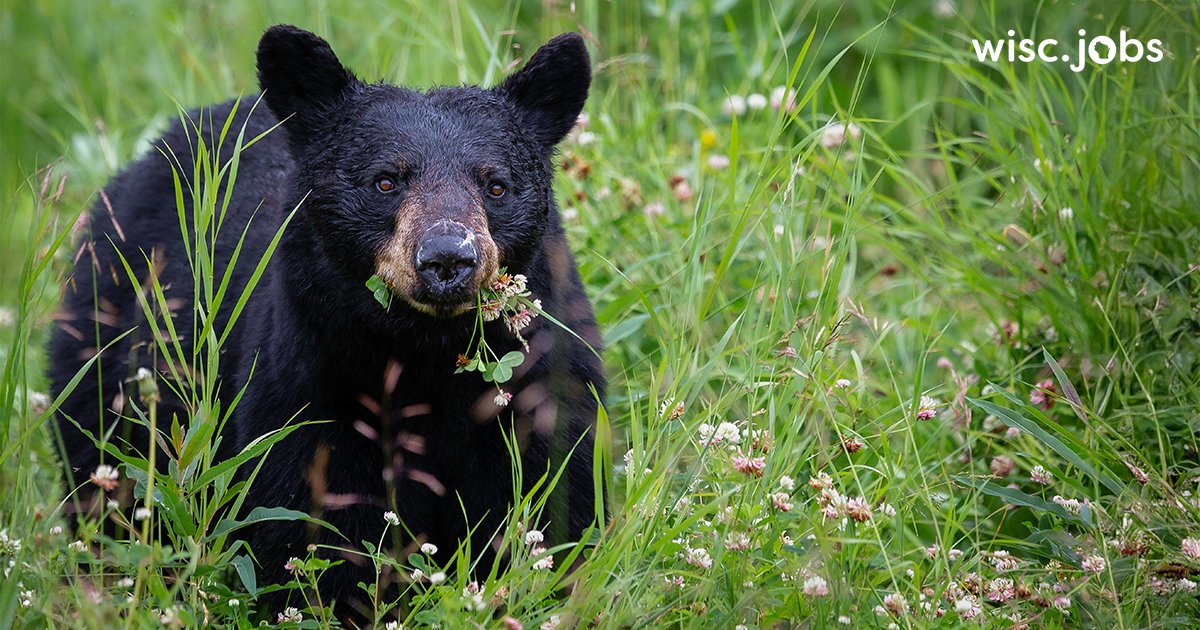 It’s #NationalHugABearDay! While we don’t recommend trying to hug a #BlackBear, the Dept of Natural Resources staff manage fish, #wildlife, forests, parks, air &amp; water resources &amp; we are looking for you to join our team! 🐻 #WIjobs #govjobs ow.ly/srr050XnVAP