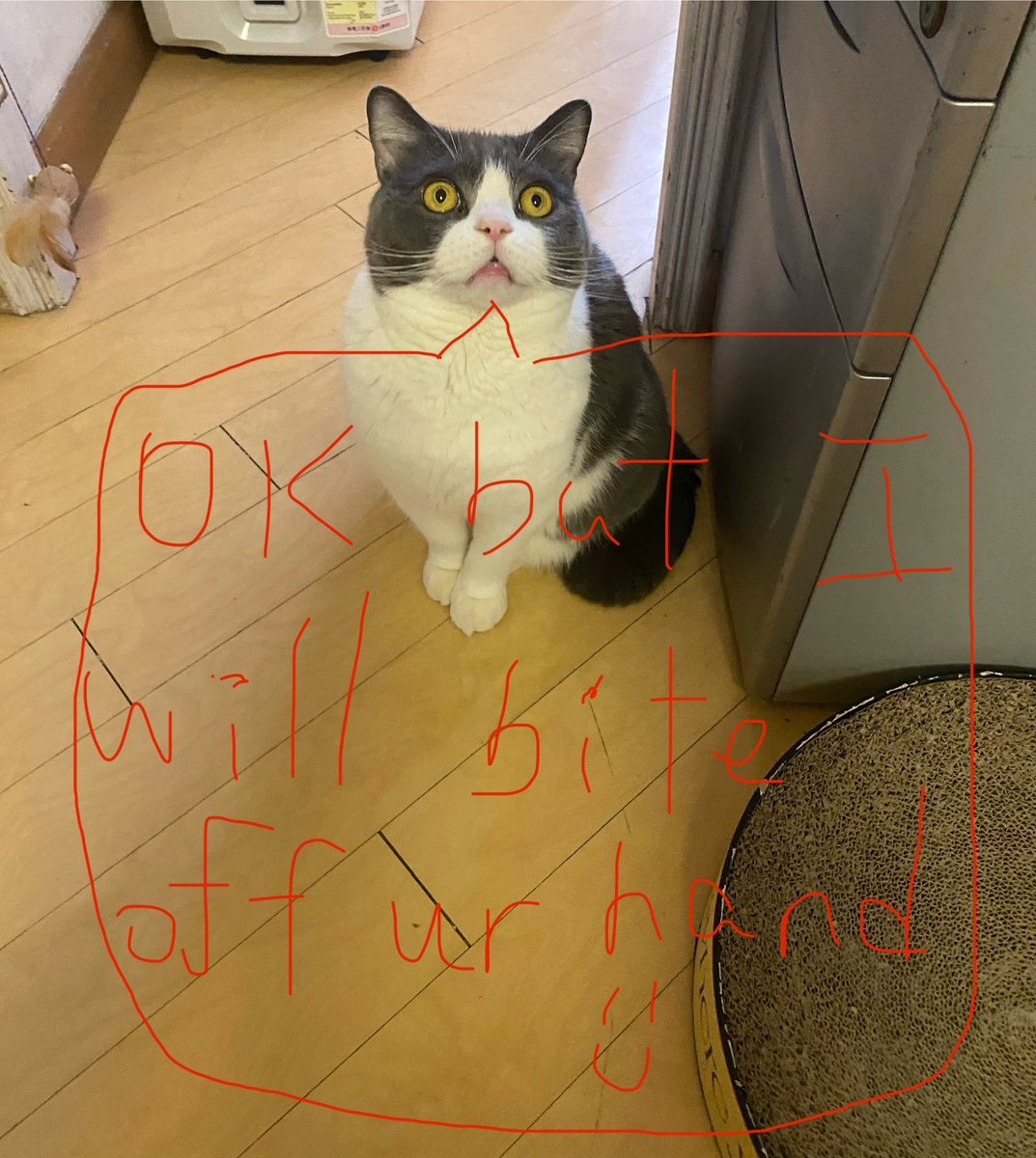 misha_awa tweet media