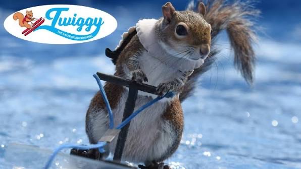TWIGGY The Squirrel | FAN Page tweet media