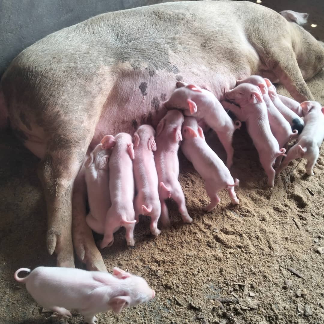 Farmer_emmy6676's tweet photo. Young Agripreneurs,
Invest in your own dreams, not in other people’s.
Put your money into something you understand — something you can grow and monitor yourself.
When you invest in what you know, you’ll recognize progress when it starts showing.
#YoungAgripreneurs #InvestInYour https://t.co/fscb00Pmv4