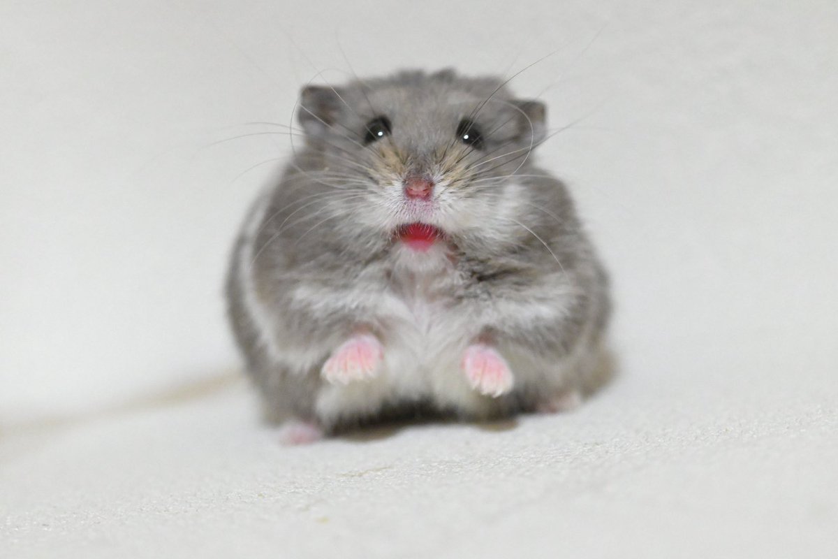 ジャンガリーズハムスター on X