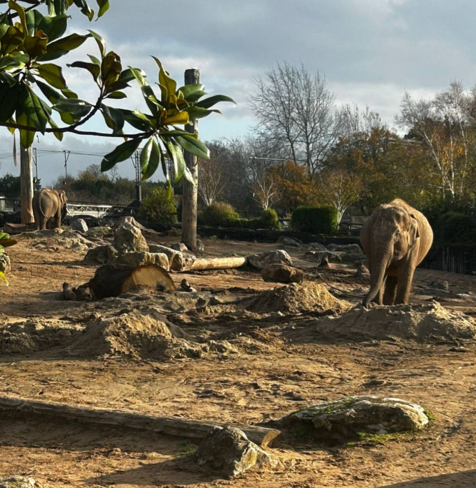 Year 7 and 8 pupils have visited chester zoo today to look at conservation and habitats as part of their Geography study. Pupils have represented the school brilliantly, showing our school values of respect and independence throughout the day!