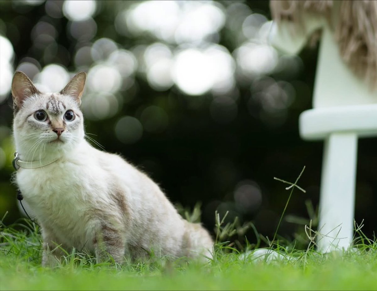 五十嵐健太@飛び猫®︎ on X