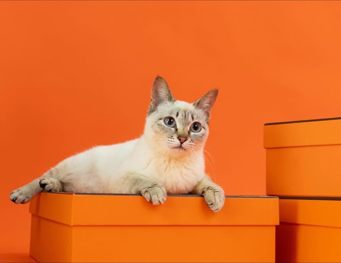 あさねこ Photo by 五十嵐健太@飛び猫®︎ (@tobineko_0) · October 24, 2025