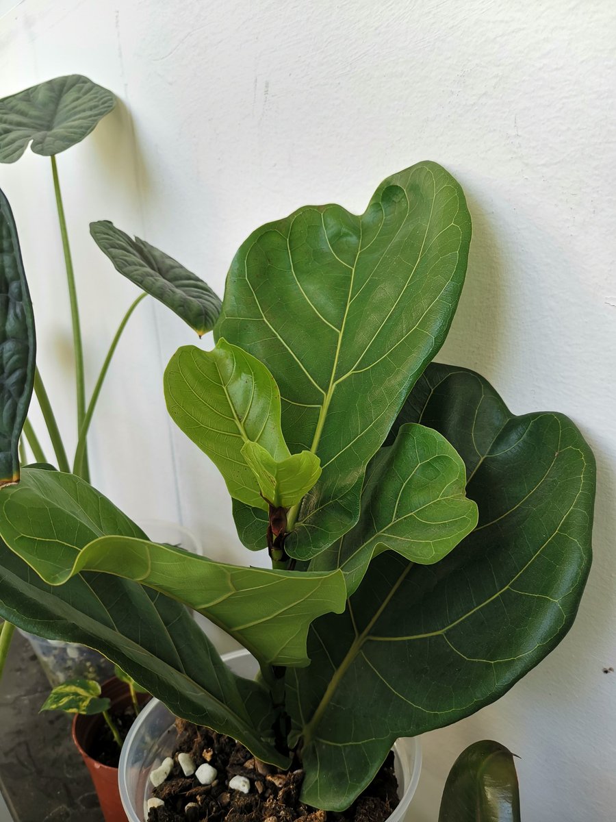 Aug - Nov growth from a single cutting 😍