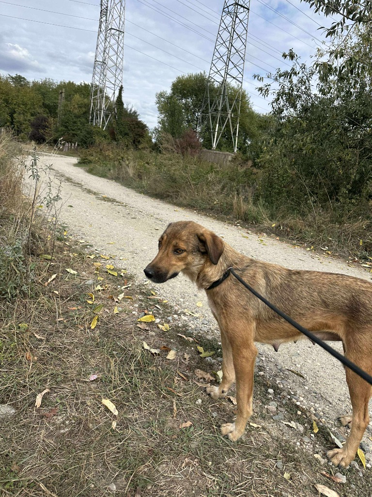 Zuri ❤️
5 years old
Romania

🐾 A gentle soul who was a great mother to her pups!
🐾 A little shy but very sweet and placid! ❤️
🐾 Treats are the way to her heart! 🌭
🐾 Loves the company of confident dogs 🐕
🐾 Can be cat and child tested 🐈‍⬛🧒

Apply: pawprints2freedom.co.uk/apply