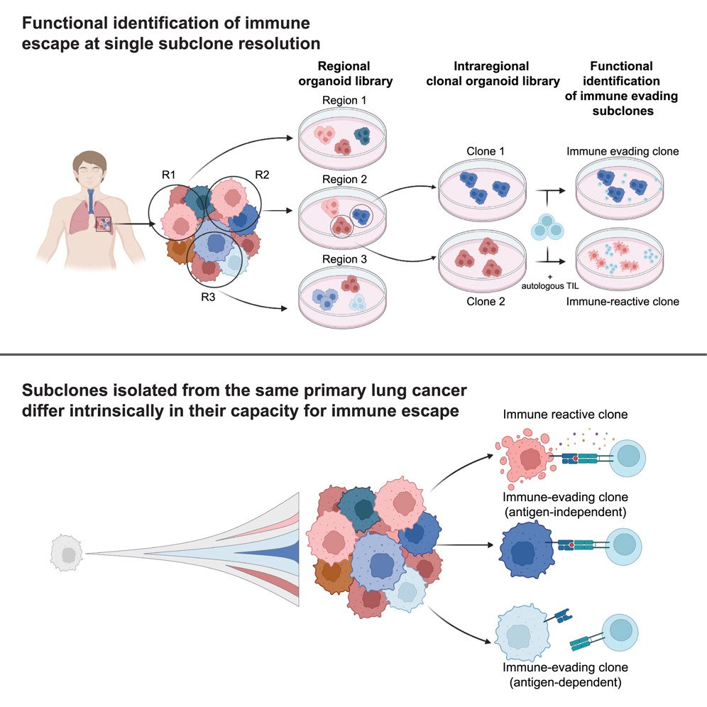 Ming "Tommy" Tang tweet media