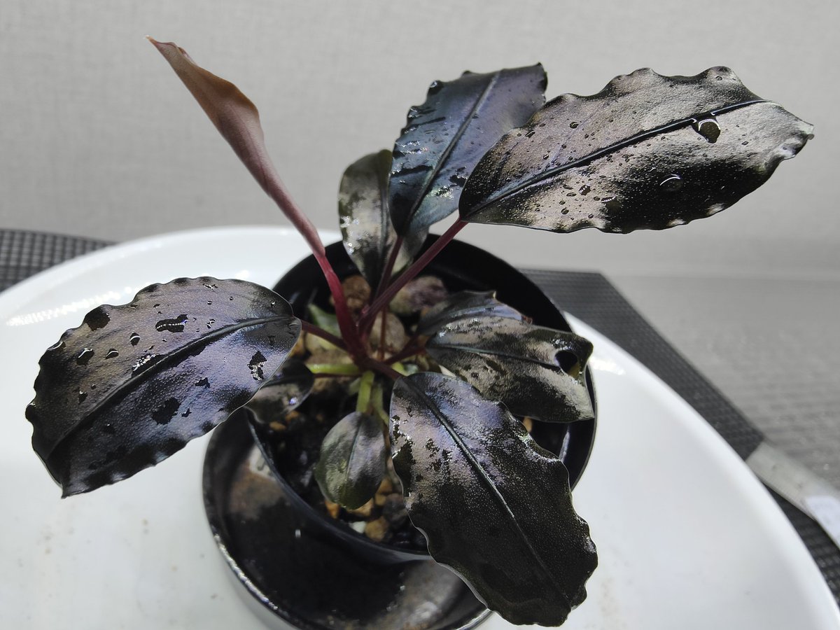 Bucephalandra sp.