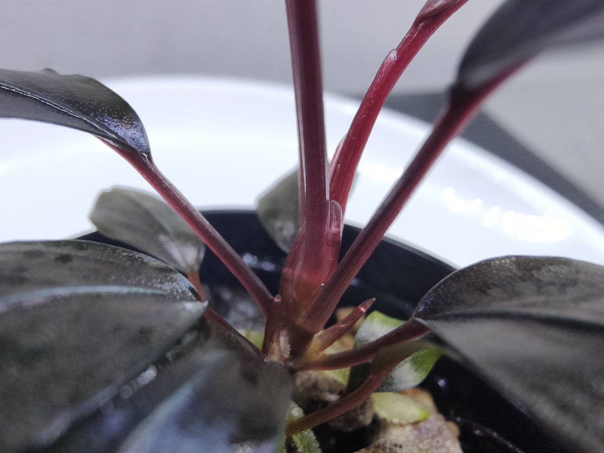 Bucephalandra sp.